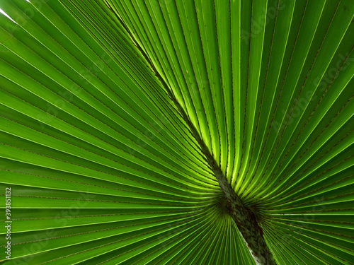 texture of green palm leaf with line