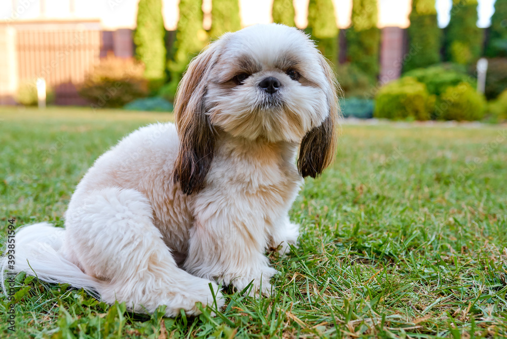 Beautiful white dog shih tzu sits on the green grass in the garden Beautiful white dog shih tzu sits on the green grass in the garden
