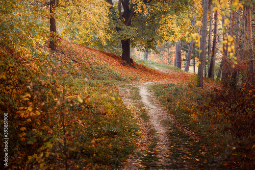 Path in autumn fall park, landscape