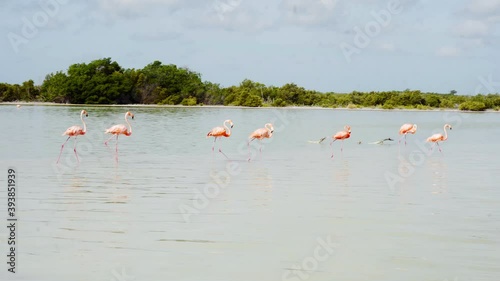 Pink flamingos at Rio Lagarto in Mexico
 photo