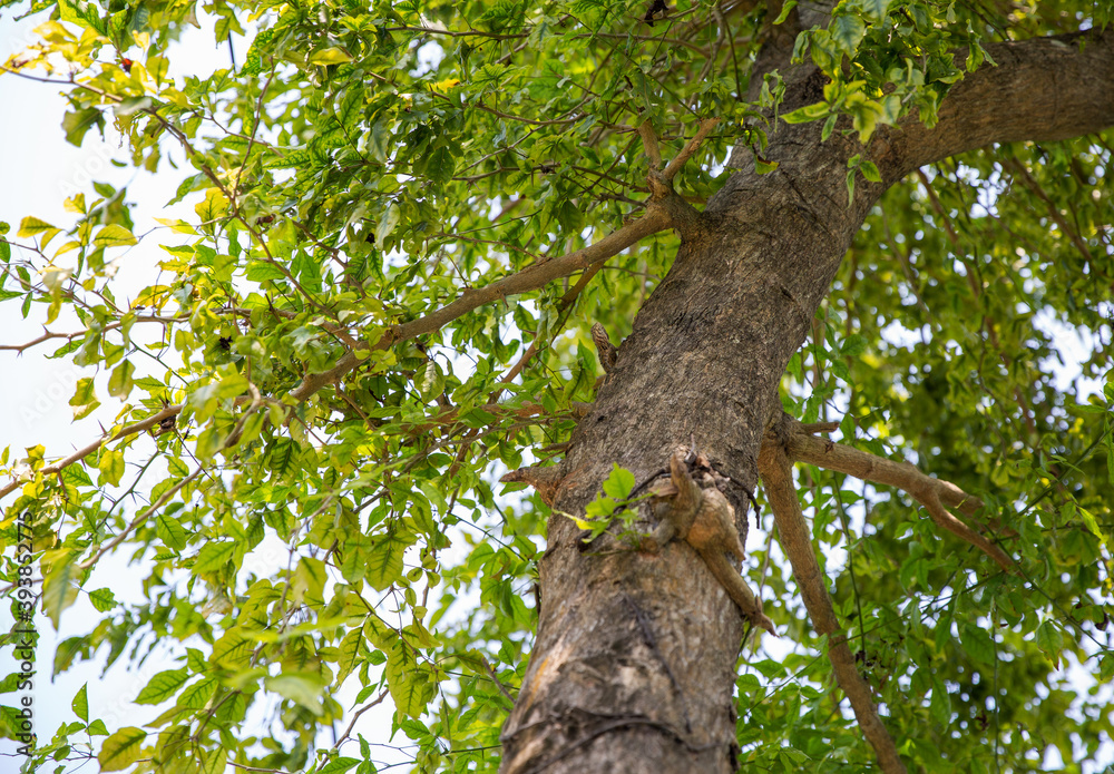 Fototapeta premium Green iguana hiding on a tree trunk