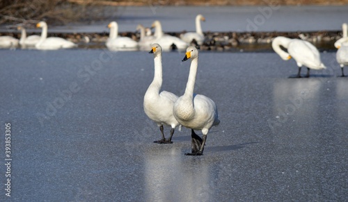 Fototapeta Naklejka Na Ścianę i Meble -  氷の上の白鳥