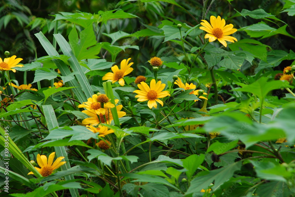 Frutos e flores típicos da região nordeste do Brasil. Stock Photo ...