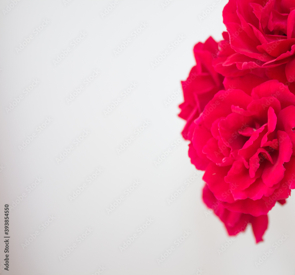 Postcard with peony and rose petals close-up. Red flowers on a white background with place for text. Cover for paper products Postcard with peony and rose petals close-up. Red flowers on a white background with place for text. Cover for paper products