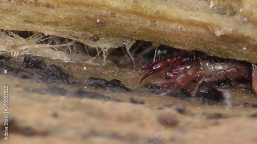 Pseudoskorpion, Bücherskorpion, Afterskorpione,  photo