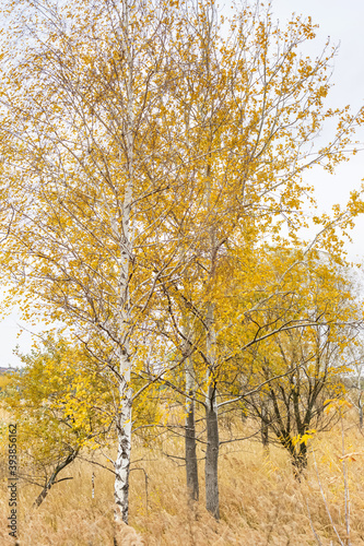 Beautiful yellow trees in autumn in the park