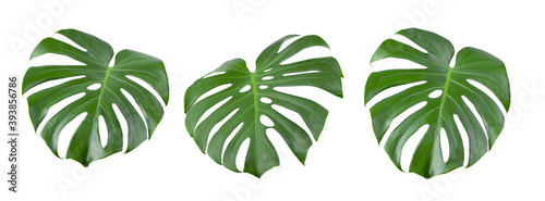  tropical jungle Monstera leaves isolated on white background
