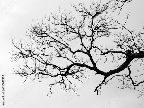 silhouette of dry branch tree, black and white style