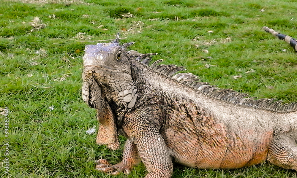iguana in the zoo Guayaquil Ecuador iguana in the zoo Guayaquil Ecuador