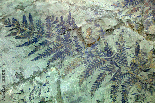 Ancient plant fossils are on a rock photo