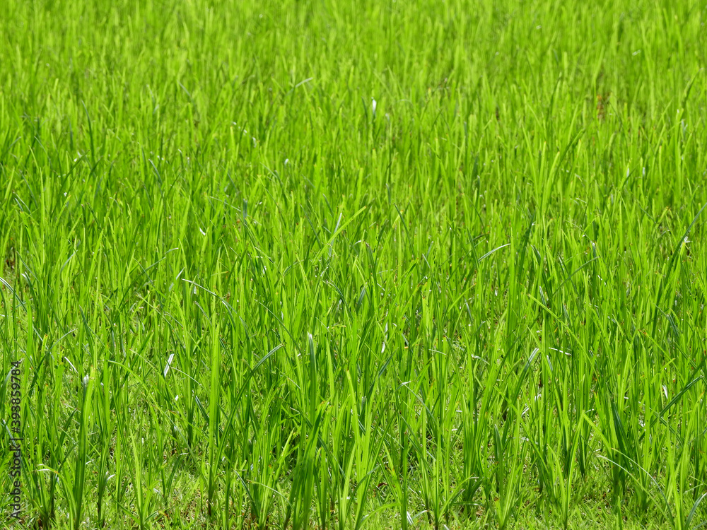 closeup green grass on the lawn