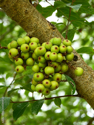 фотографія fruit of cluster fig tree ( Ficus racemosa )