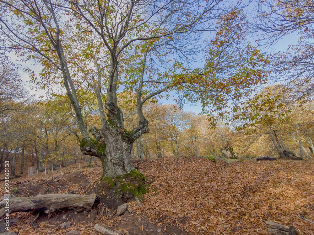 el hermoso bosque de cobre ubicado en el valle del genal con sus castaños en color amarillo en la estación del otoño, Andalucía el hermoso bosque de cobre ubicado en el valle del genal con sus castaños en color amarillo en la estación del otoño, Andalucía