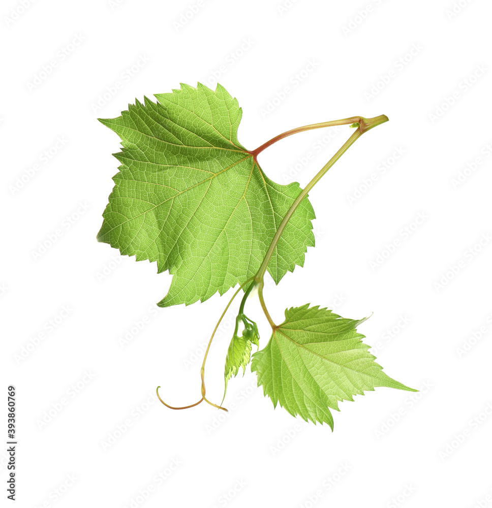 Fototapeta premium Fresh grapevine with leaves isolated on white