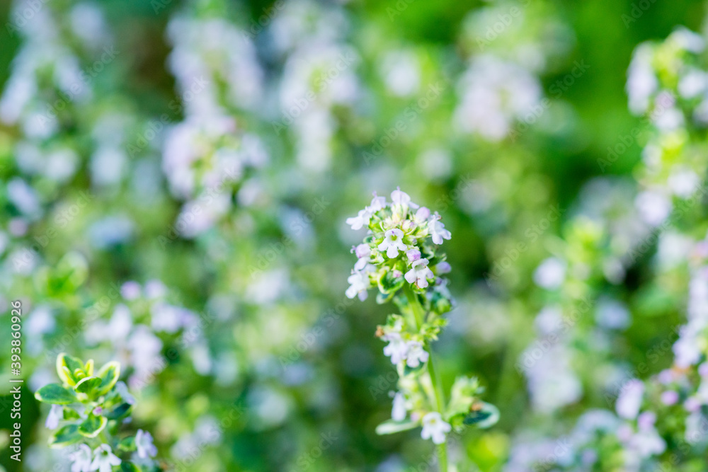 Blooming thyme plant with small blut flowers in the garden. Selective focus. Shallow depth of field. Blooming thyme plant with small blut flowers in the garden. Selective focus. Shallow depth of field.