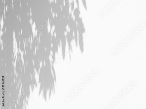 shadow of leaves on white wall background