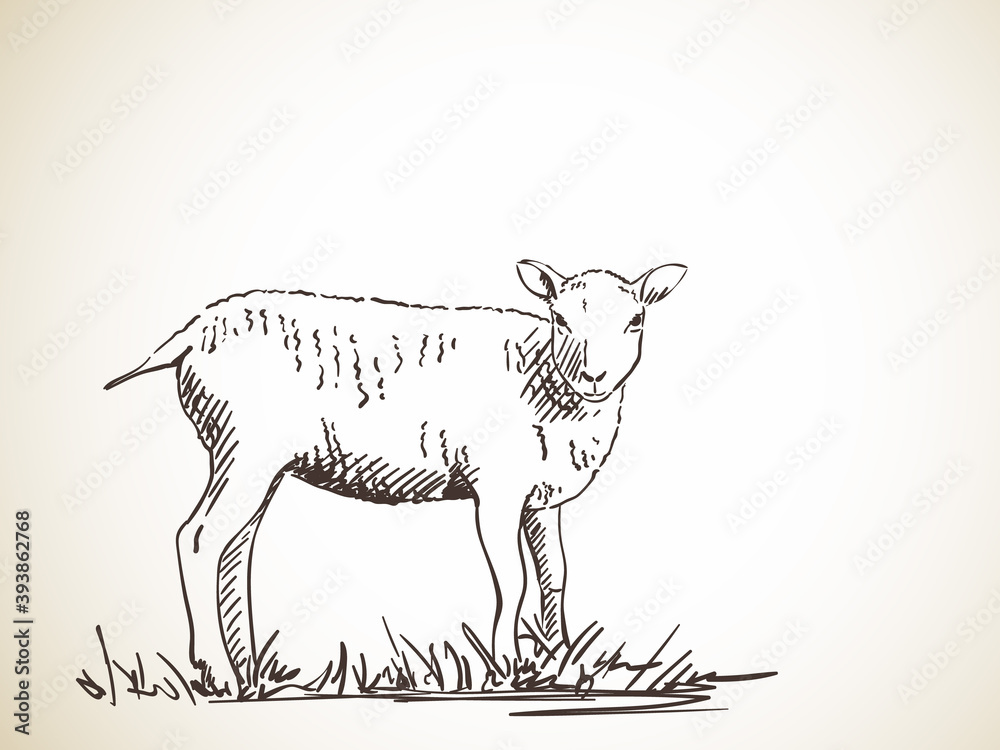 Fototapeta premium sheep