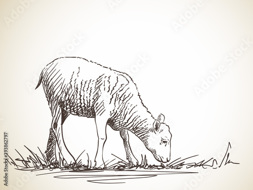 sheep