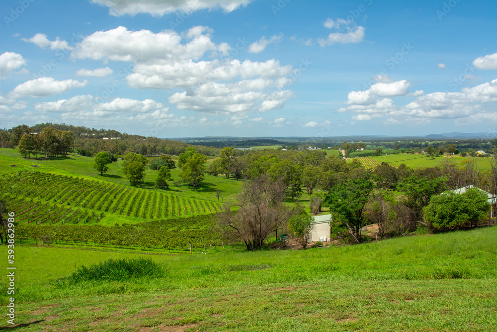 Vineyards at the Hunter Valley, is a region of New South Wales, Australia, with cotton-like clouds and blue skies