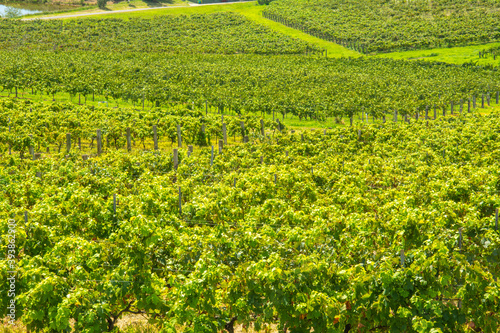 Vineyards at the Hunter Valley, is a region of New South Wales, Australia, with cotton-like clouds and blue skies photo