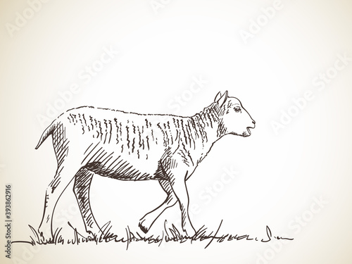 sheep