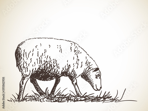 sheep