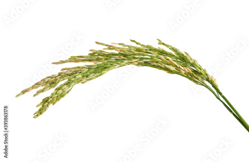 ear of paddy, ears of Thai jasmine rice isolated on white background