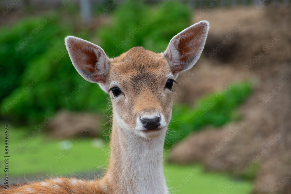 deer in the woods in the netherlands. deer in the woods in the netherlands.