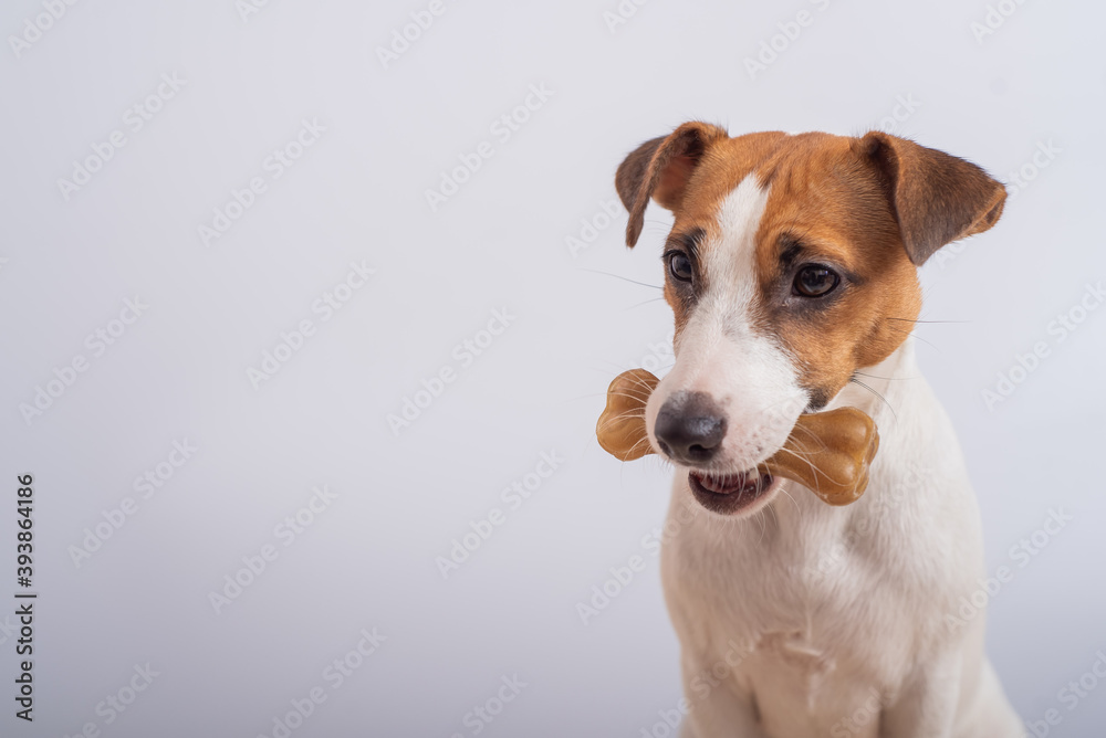 Small dog holding a bone in its mouth on a white background. Copy space Small dog holding a bone in its mouth on a white background. Copy space