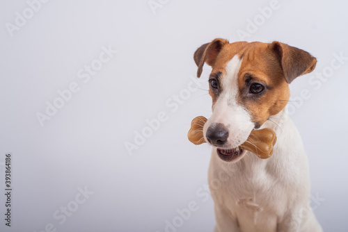 Small dog holding a bone in its mouth on a white background. Copy space