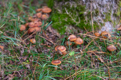 autumn mushrooms in the forest