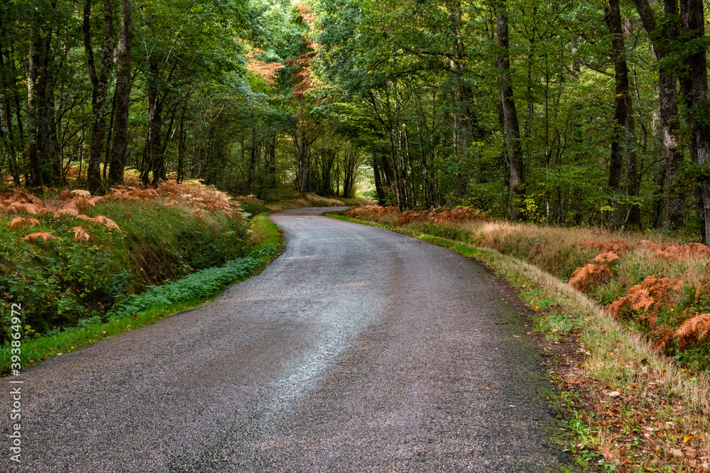 A colorful curving autumn road