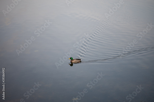 lonely duck on the water