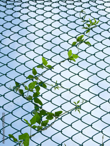 green ivy growth on wire mesh of fence with blue sky background