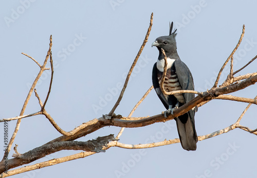 Image of Black baza (Aviceda leuphotes) perched on a branch on nature background. Falco. Bird. Animals. photo