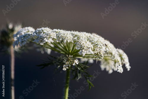 A flower of a field plant is shot close-up in a macro in summer.
