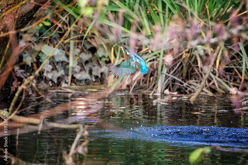 Female kingfisher emerges from the river, Hampshire, UK. 