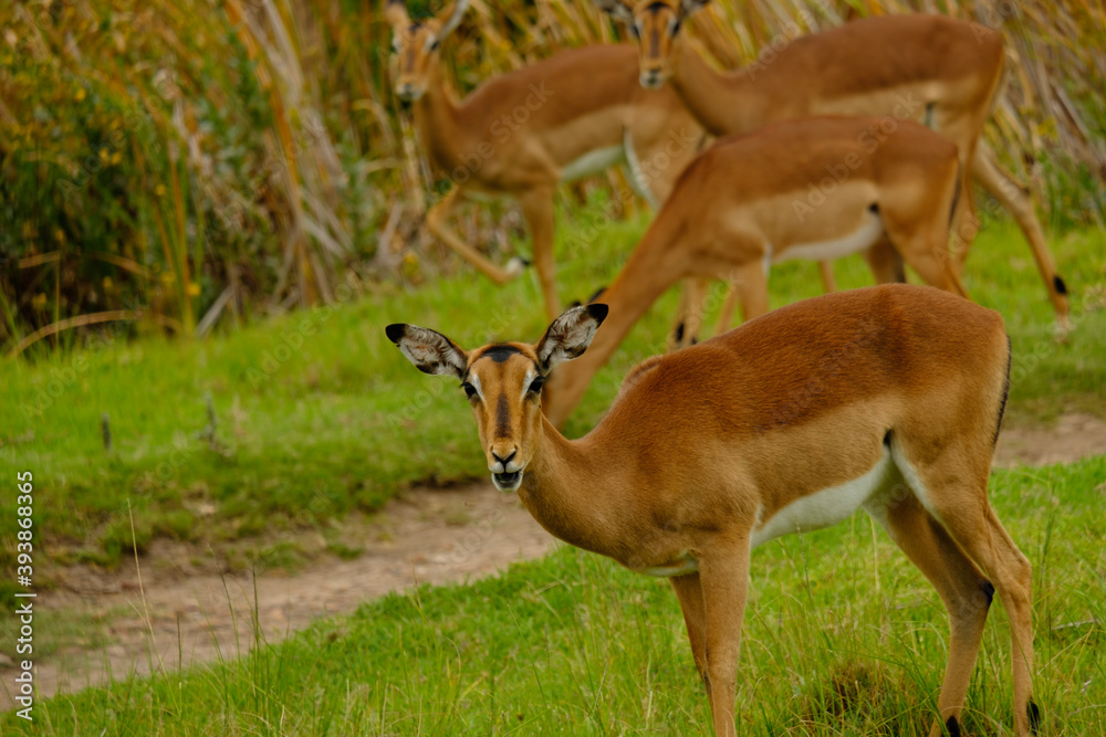 deer in the forest deer in the forest