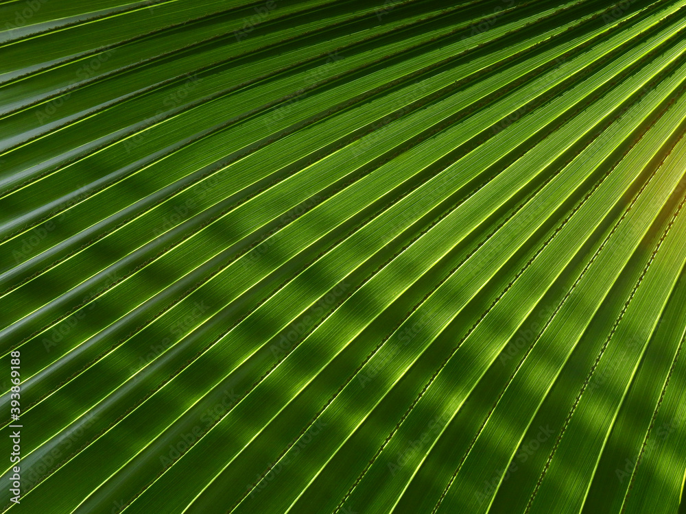 Obraz premium green palm leaf with shadow