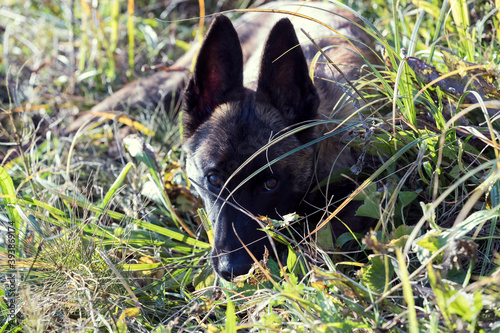 Belgian Shepherd puppy close-up shot in nature. © lester120