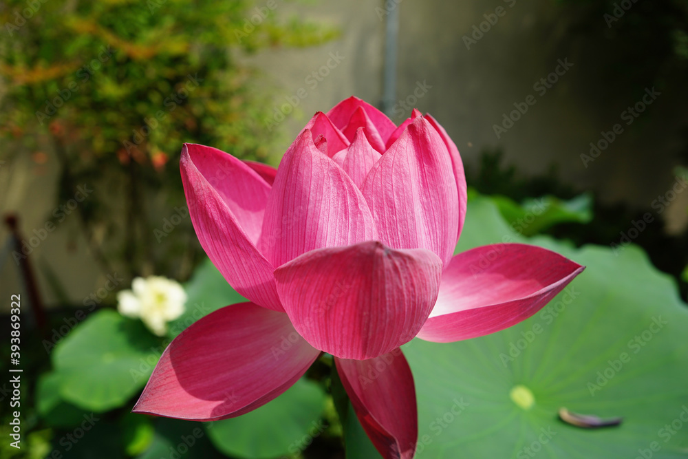 Fototapeta premium 蓮の花