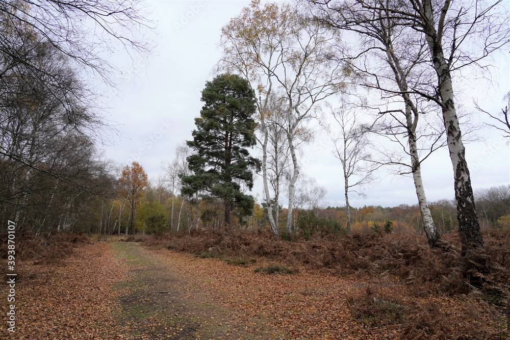 A path in the forest in autumn, England