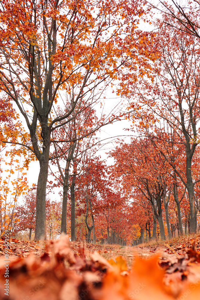 Beautiful view of park with trees on autumn day Beautiful view of park with trees on autumn day