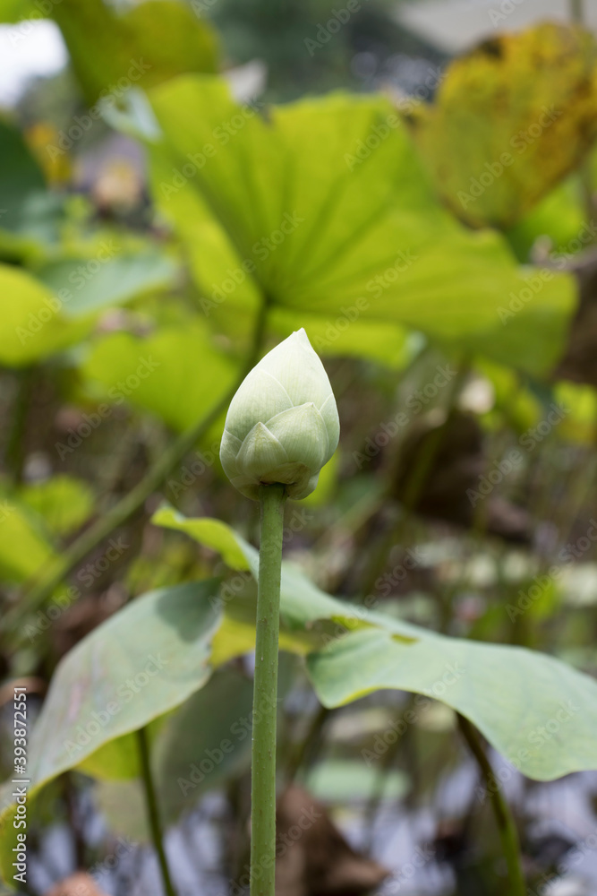 Beautiful white lotus flower in the outdoor pool in the garden,Portrait. Beautiful white lotus flower in the outdoor pool in the garden,Portrait.
