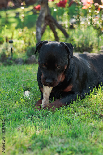 Rottweiler dog chewing and playing with a bone in the summer outside. © aurency