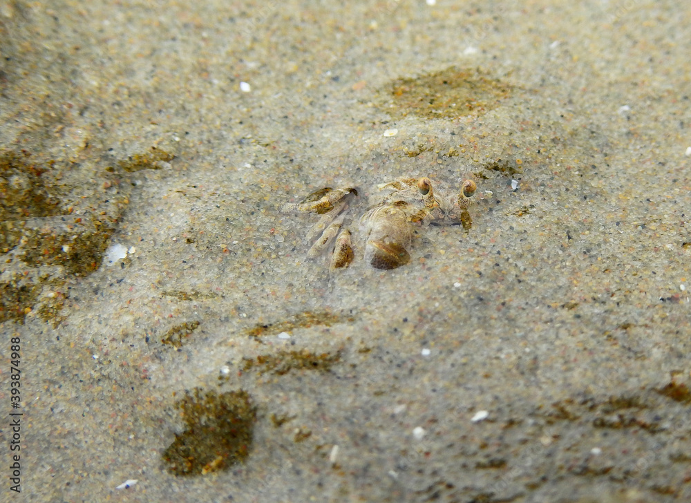 Ghost crab ( Ocypode ceratophthalmus ) hide in the sand beach at the sea Ghost crab ( Ocypode ceratophthalmus ) hide in the sand beach at the sea
