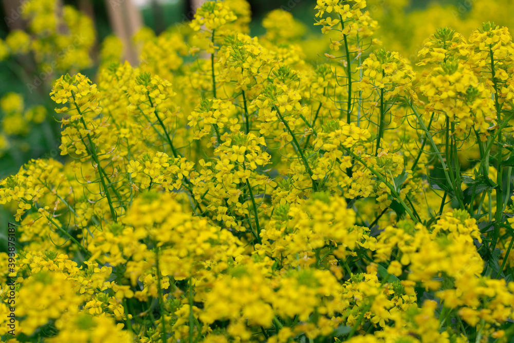 Background from yellow flowers. summer blooming of plants and flowers. Beautiful natural background. Background from yellow flowers. summer blooming of plants and flowers. Beautiful natural background.