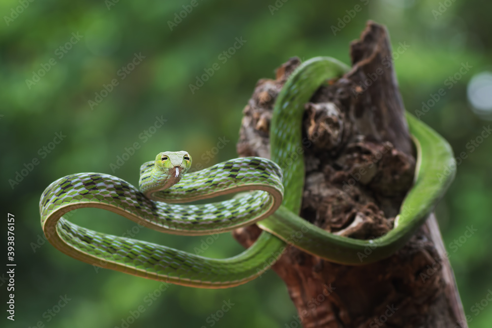Naklejka premium The vine snakes (ahaetulla) with beautiful and vibrant colors , portrait of a snake, non venomous snake