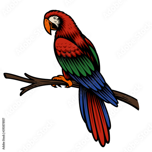 A colorful vector illustration of a parrot Ara isolated on white background.