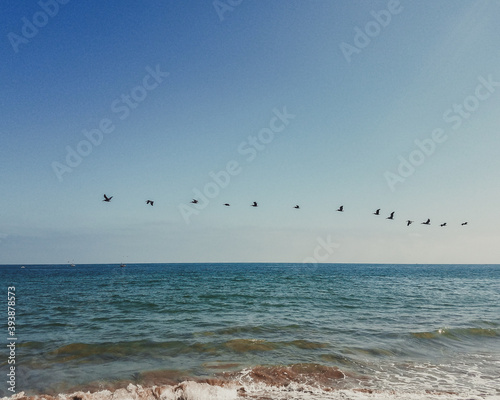 playa y aves